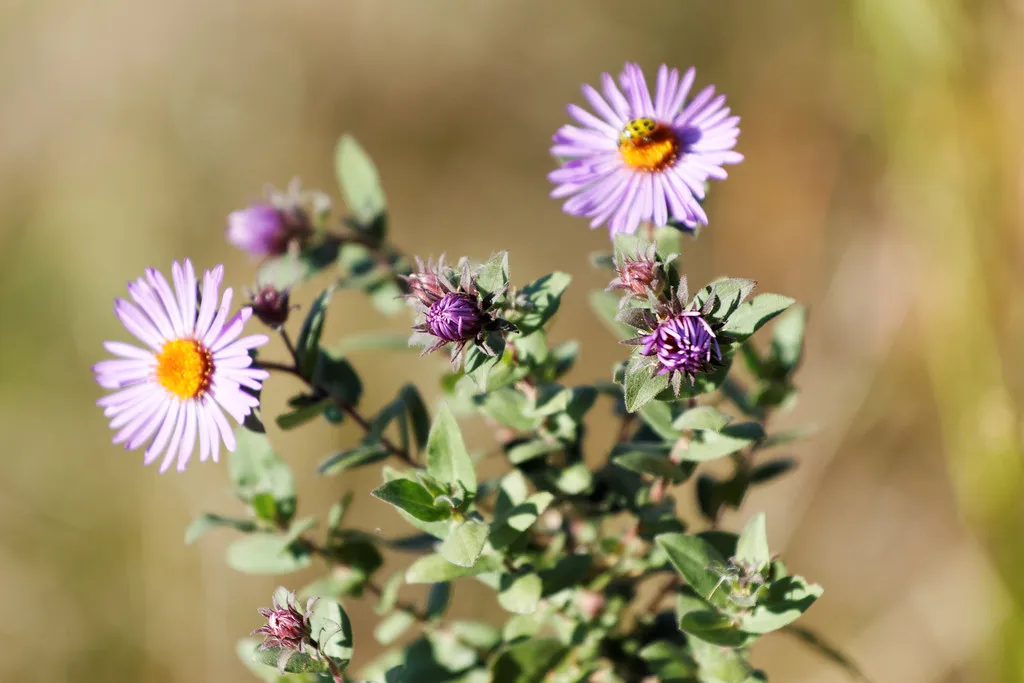 7. Native Asters (Symphyotrichum spp.) (Dennis Blythe, Flickr, CC BY 2.0)