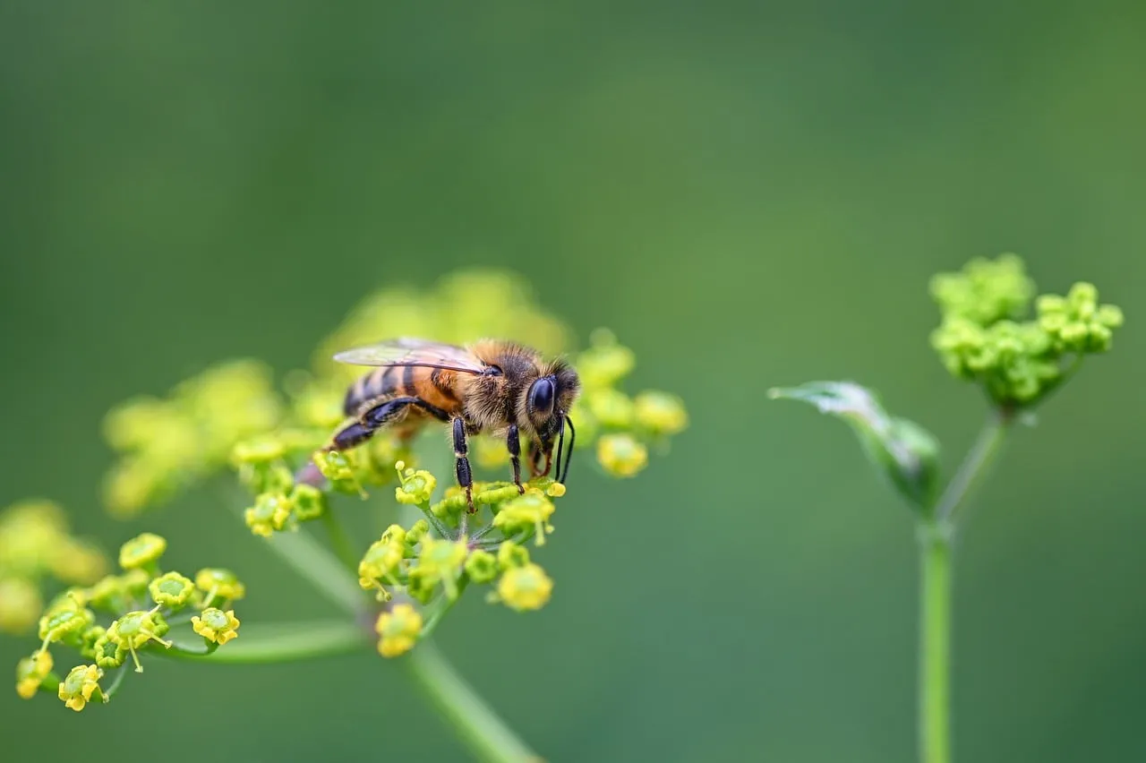 3. Wild Parsnip: The Roadside Hazard You've Probably Walked Past (Image Credits: Pixabay)