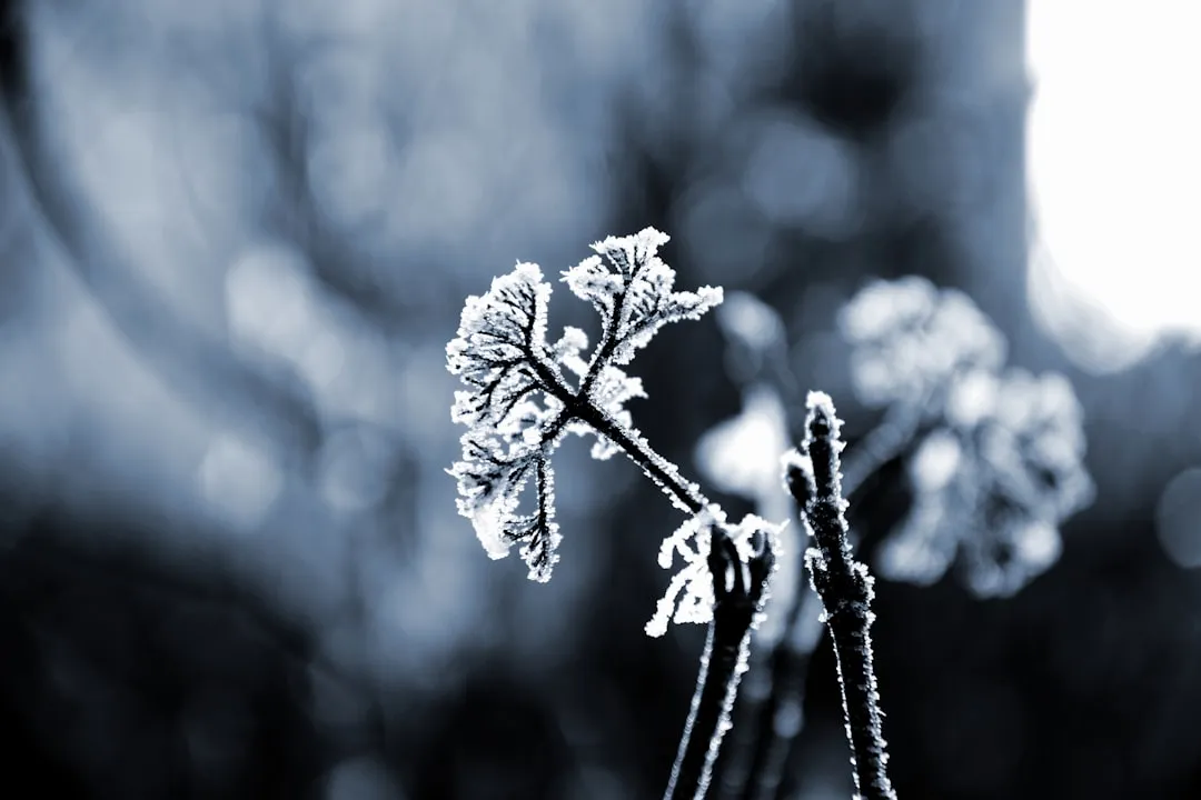 Inspect Buds After a Frost Event and Plan Accordingly (Image Credits: Unsplash)