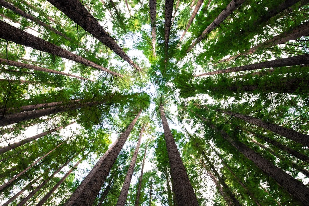 What Self-Pruning Actually Means (Image Credits: Unsplash)