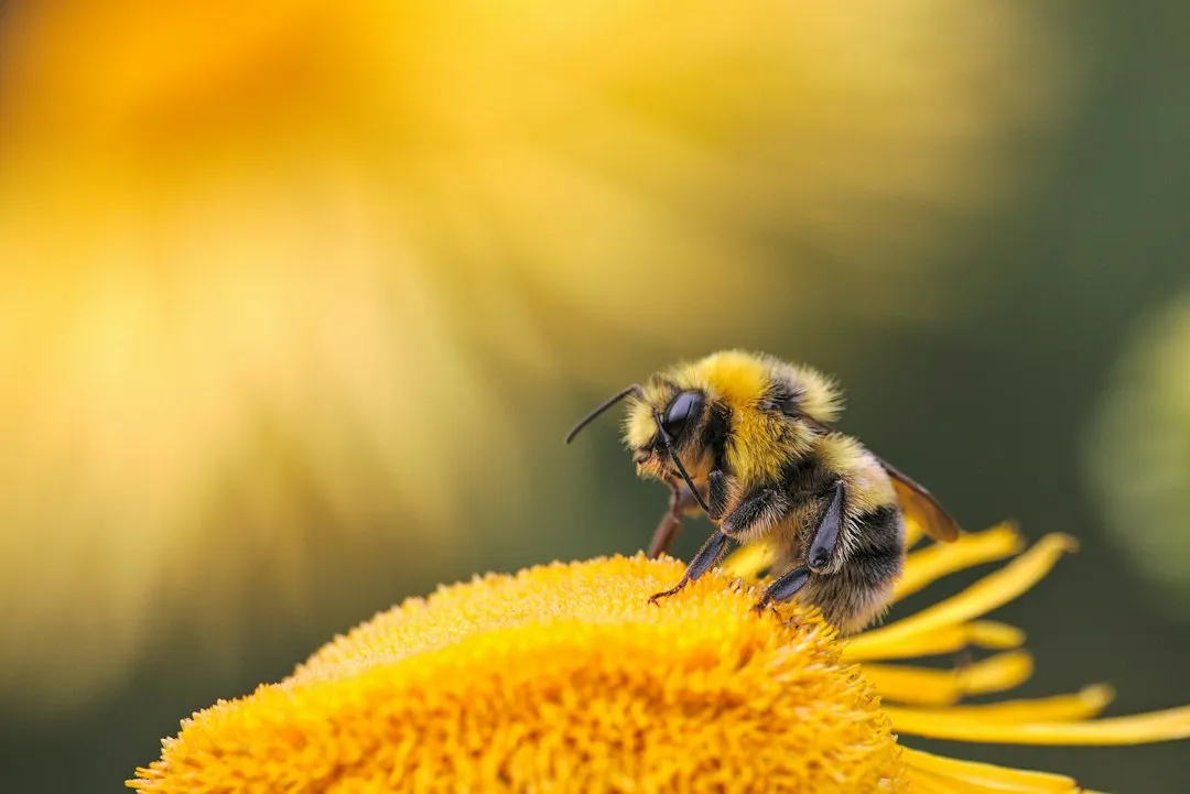 Most Bees Are Solitary, Not Social (Image Credits: Unsplash)
