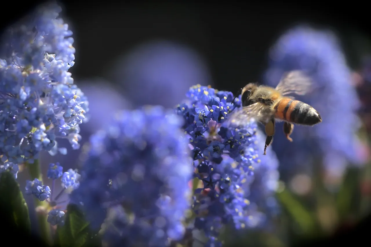 Efficiency at the Flower (Image Credits: Pixabay)