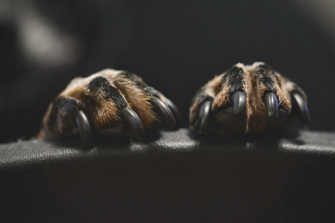 Understanding the Anatomy: What's Inside That Nail (Image Credits: Unsplash)
