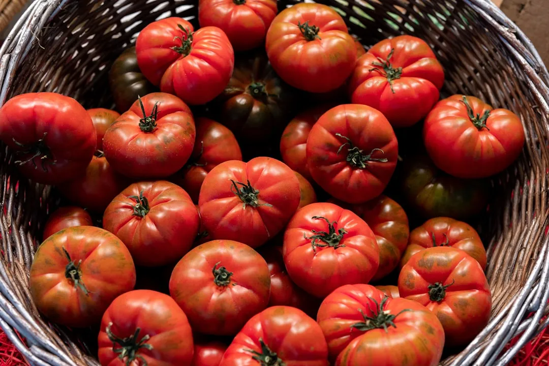 Growing Tomatoes in Buckets: What the Evidence Shows (Image Credits: Unsplash)