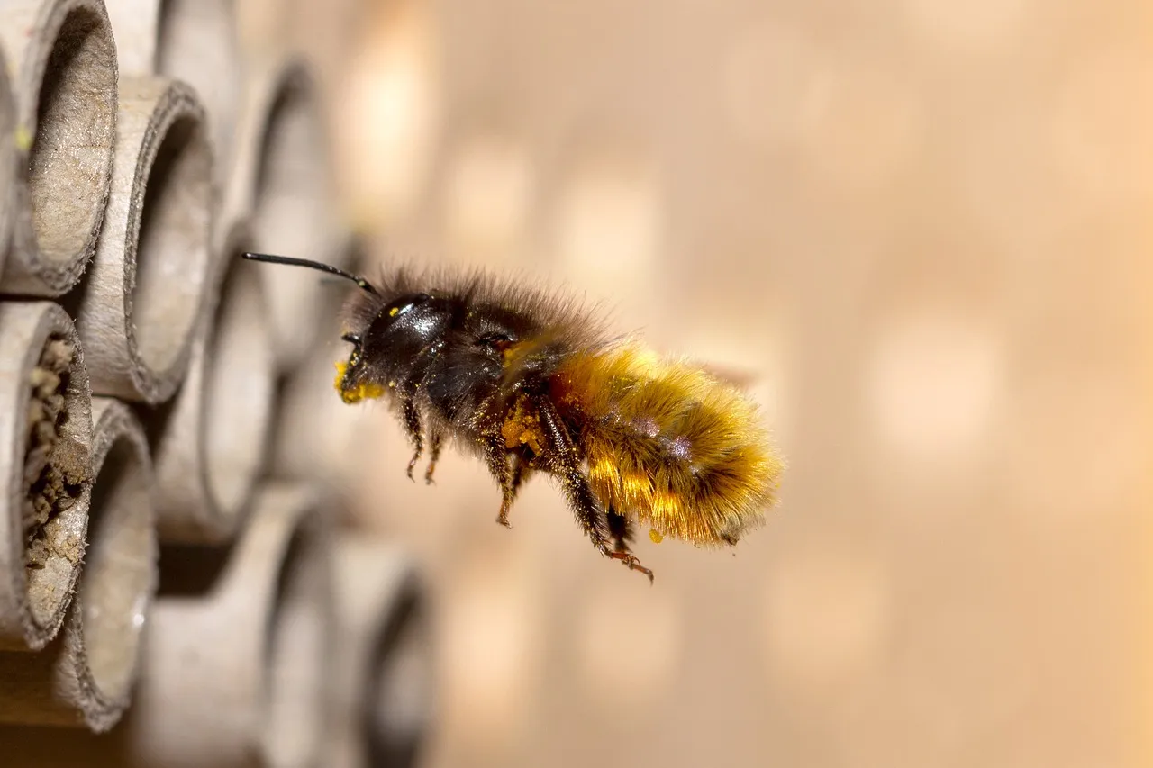 The Remarkable Case for Mason Bees Specifically (Image Credits: Pixabay)