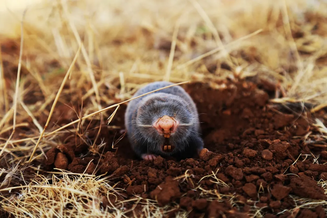 Sign 2: Visible Holes, Burrows, or Disturbed Soil Near the Foundation (Image Credits: Unsplash)