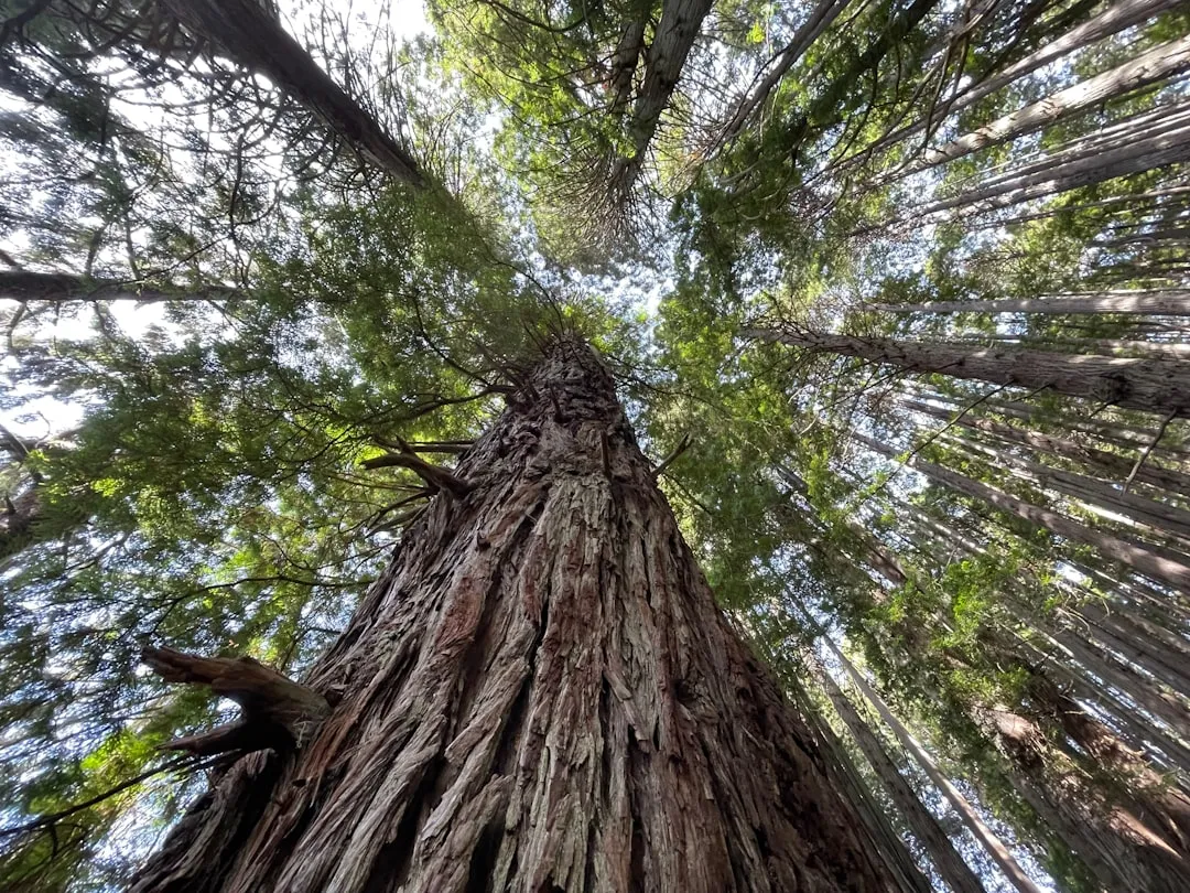 Park 5: Calaveras Big Trees State Park, California - Giant Sequoias Without the Yosemite Rush (Image Credits: Unsplash)