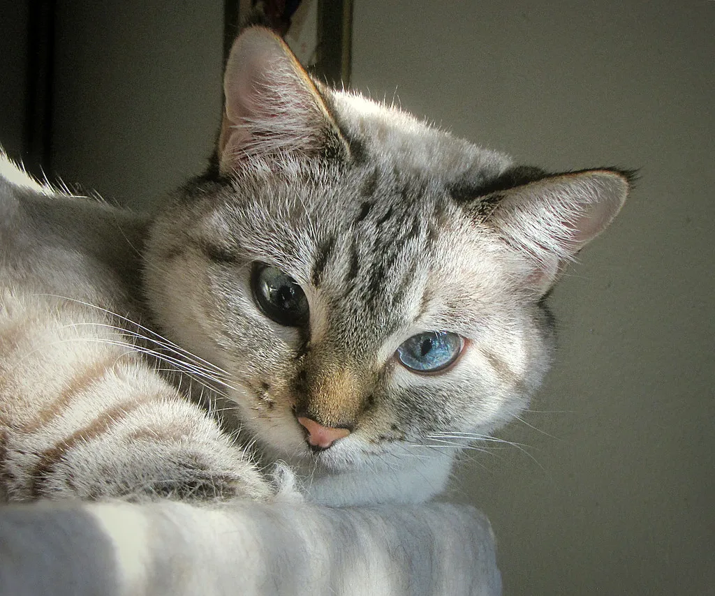 Should You Be Worried When Your Cat Chirps? (Trish Hamme, Flickr, CC BY 2.0)