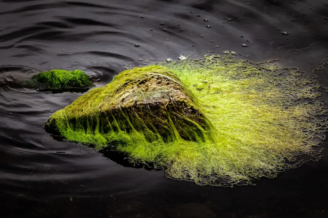 Blue-Green Algae in Backyard Water Features (Image Credits: Unsplash)