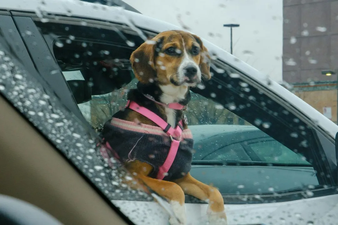 Pets (Image Credits: Unsplash)