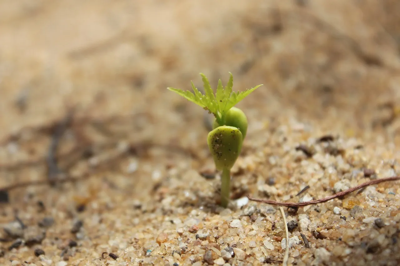 10. Transplanting at the Wrong Time of Day (Image Credits: Pixabay)