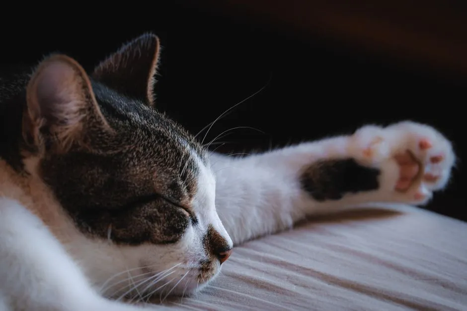 It Helps Reduce Exposure to Airflow and Drafts (Image Credits: Pexels)