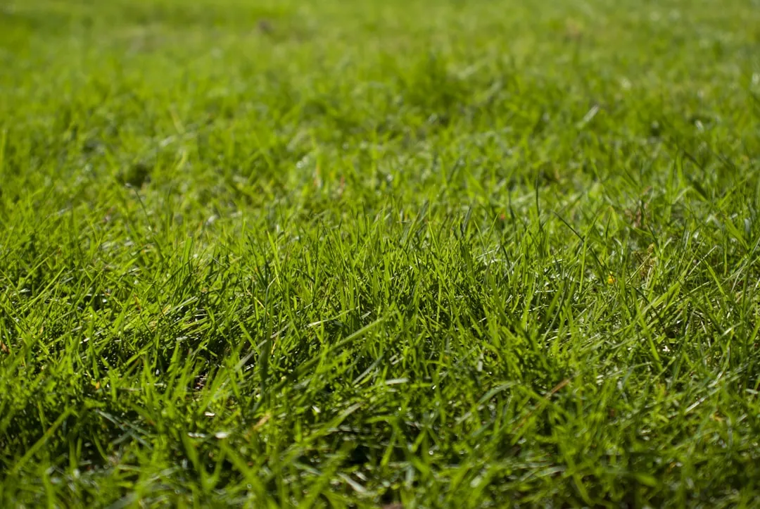 The Mistake: Edging That's Too Shallow (Image Credits: Unsplash)
