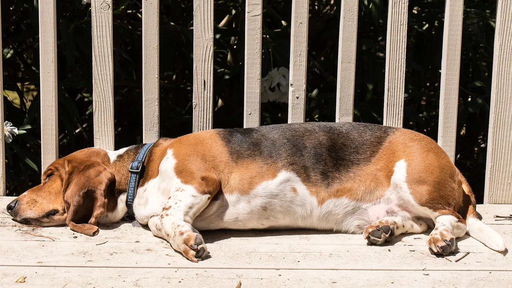 Dogs Have Their Own Sleep Needs Too (donjd2, Flickr, CC BY 2.0)