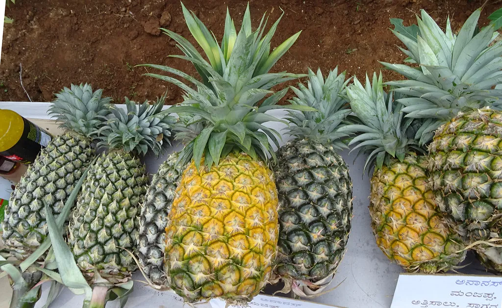 7. Pineapple: Bromelain's Surprising Role (nutrilover, Flickr, CC BY 2.0)