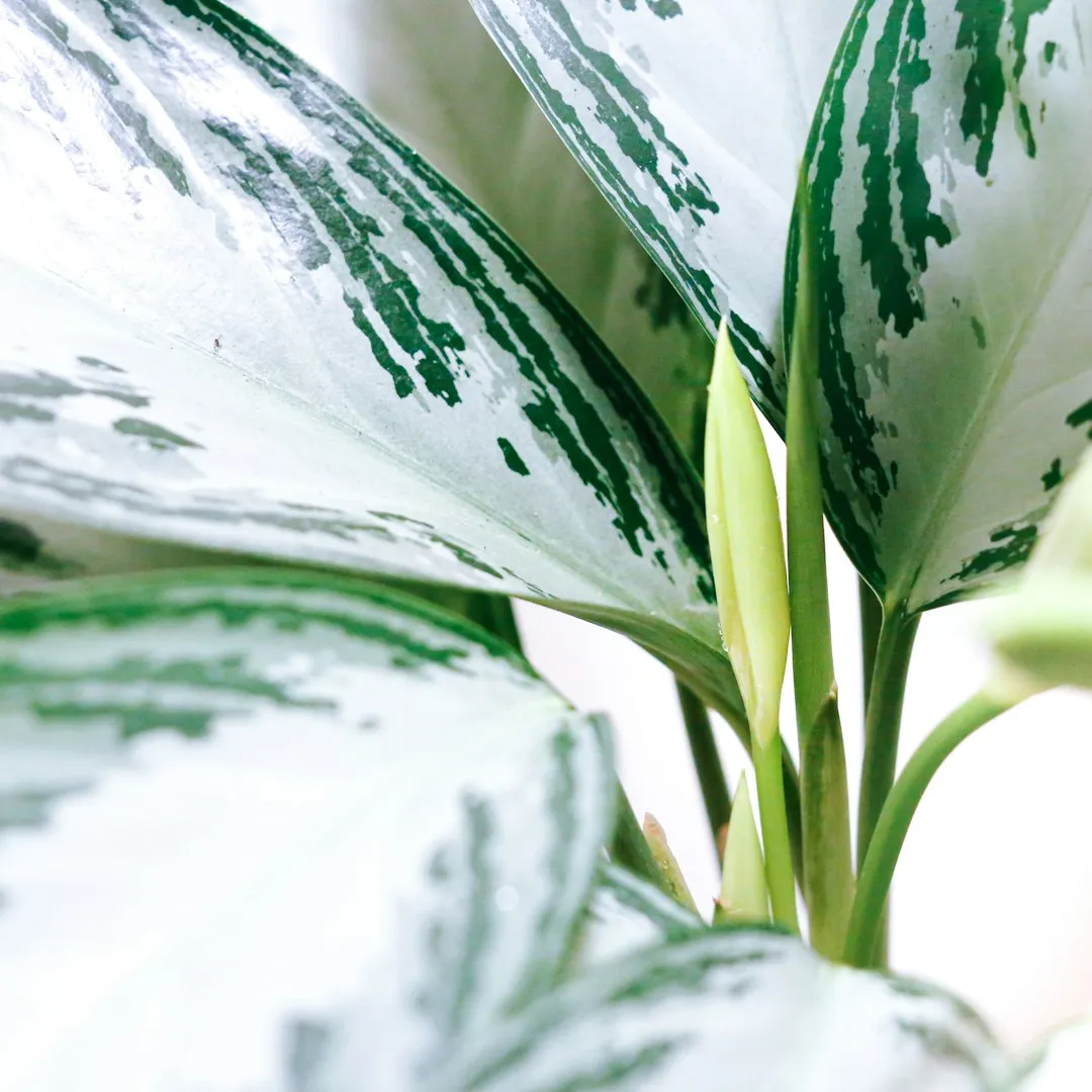 Chinese Evergreen: Resilience That Still Finds Room for Color (Image Credits: Unsplash)