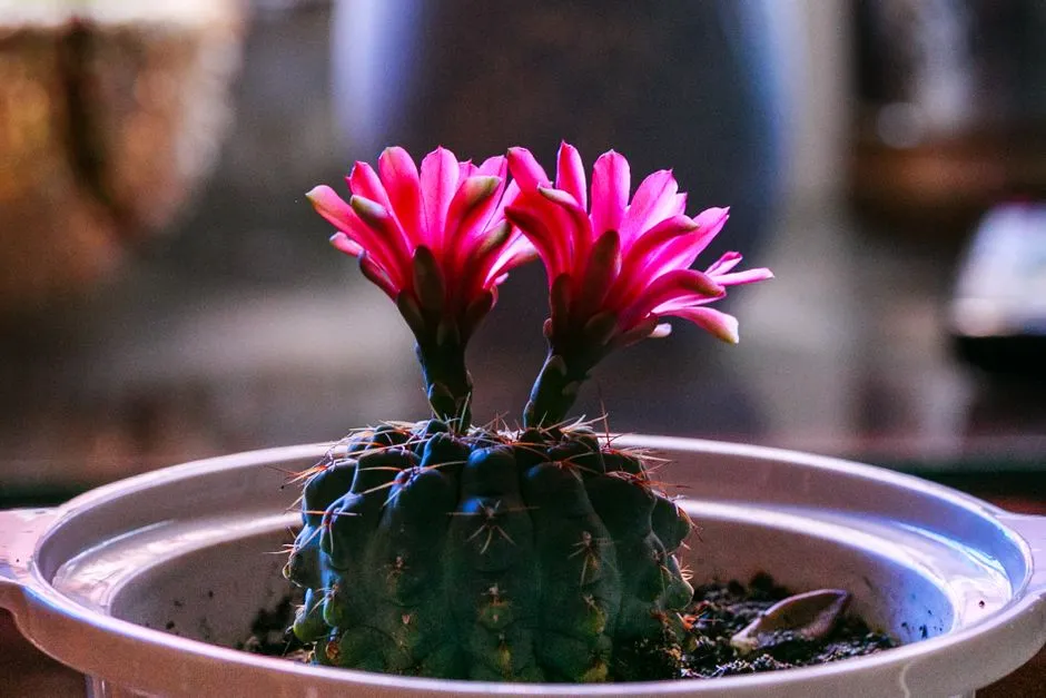The Flowering Cactus: Boundaries That Bloom on Their Own Terms (Image Credits: Pexels)