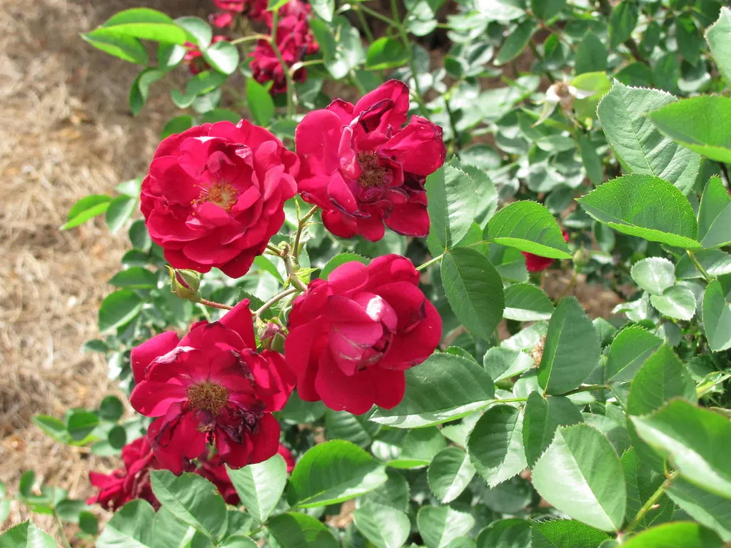 Meet Dr. Huey: The Rootstock Behind Most of Your Roses (mmmavocado, Flickr, CC BY 2.0)