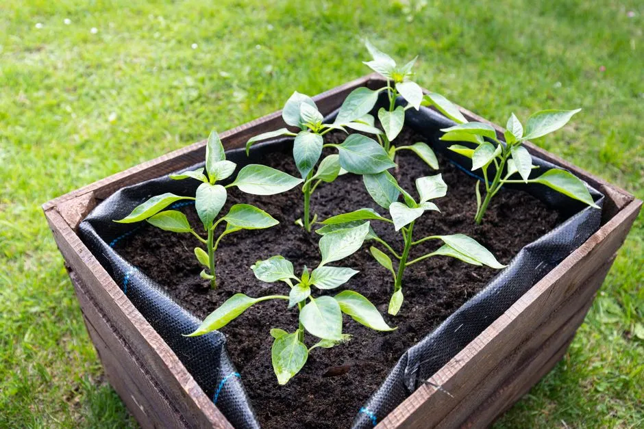 Early Fruit Set Is Draining the Plant Before It's Ready (Image Credits: Pexels)