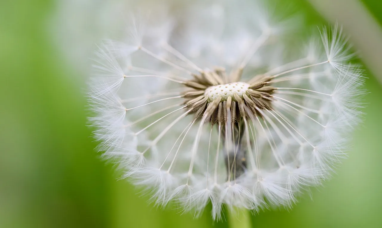 Start With the Right Plants: Open-Pollinated and Heirloom Varieties Only (Image Credits: Pixabay)