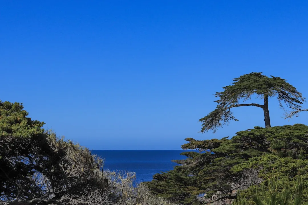 Monterey Cypress (Hesperocyparis macrocarpa): The Region's Iconic Wind Fighter (Image Credits: Unsplash)