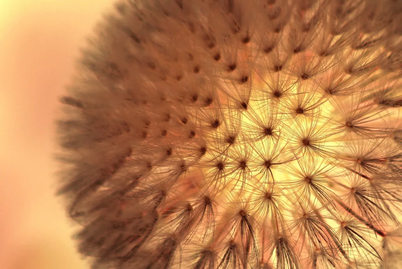 The "Soft Maximalist": A New Middle Ground That Plants Define Well (Image Credits: Pixabay)