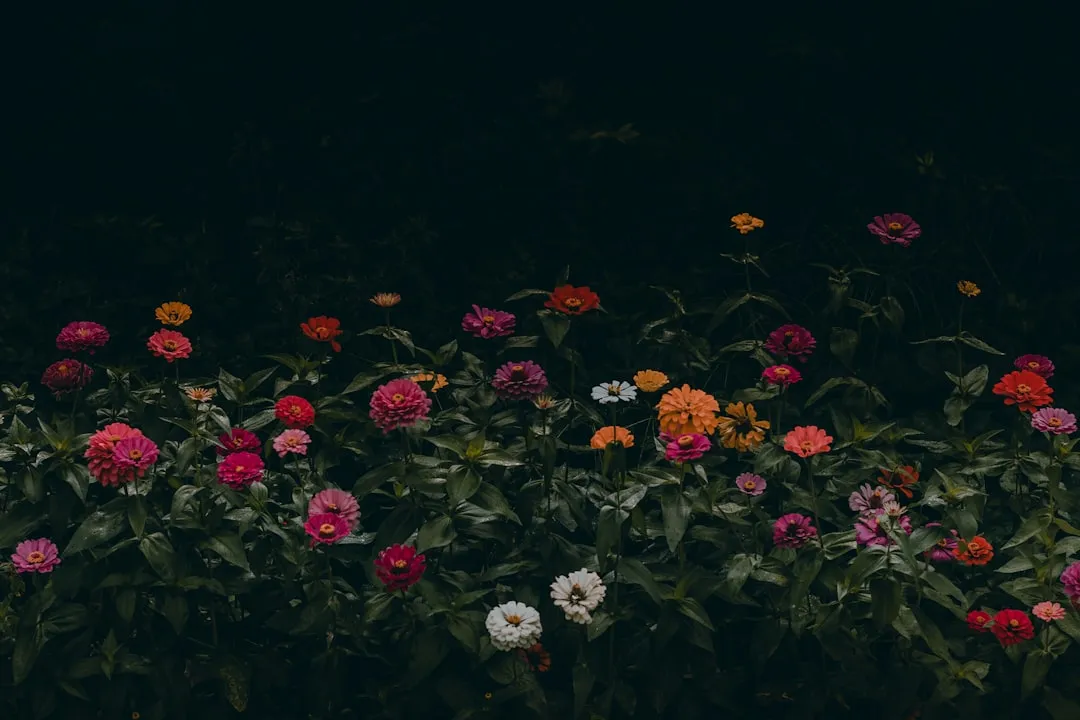 Famous Night-Blooming Species Worth Knowing (Image Credits: Unsplash)