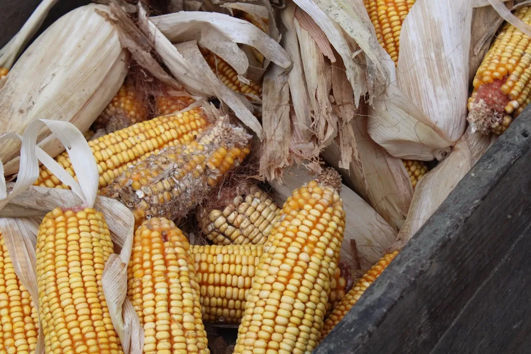 Shucking Corn and Preparing Raw Produce (Image Credits: Unsplash)