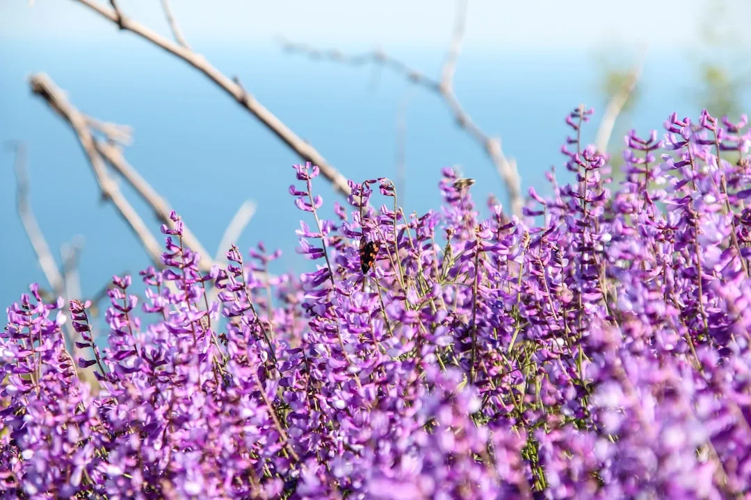 Best Plants to Use for Chop and Drop (Image Credits: Unsplash)