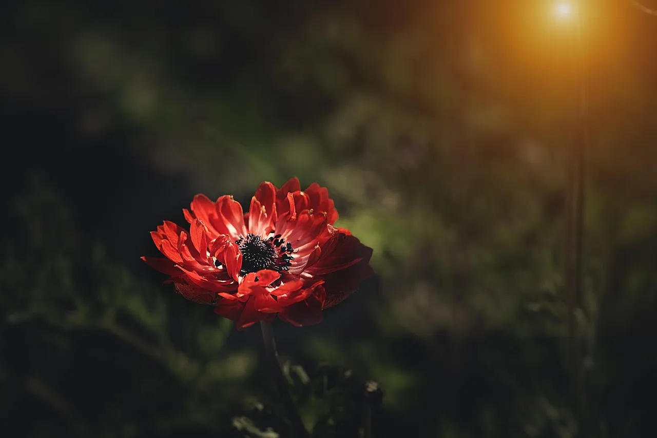 The "Good Enough" Sun Trap Most Gardeners Fall Into (Image Credits: Pixabay)