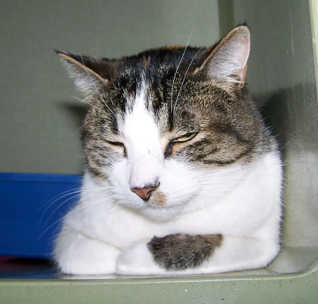 They May Be Responding to Your Emotional State (Rocky Mountain Feline Rescue, Flickr, CC BY 2.0)