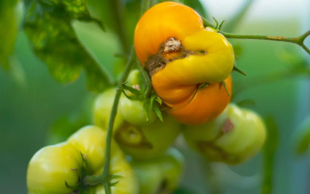 The Pest Problem Every Tomato Grower Faces (Image Credits: Unsplash)