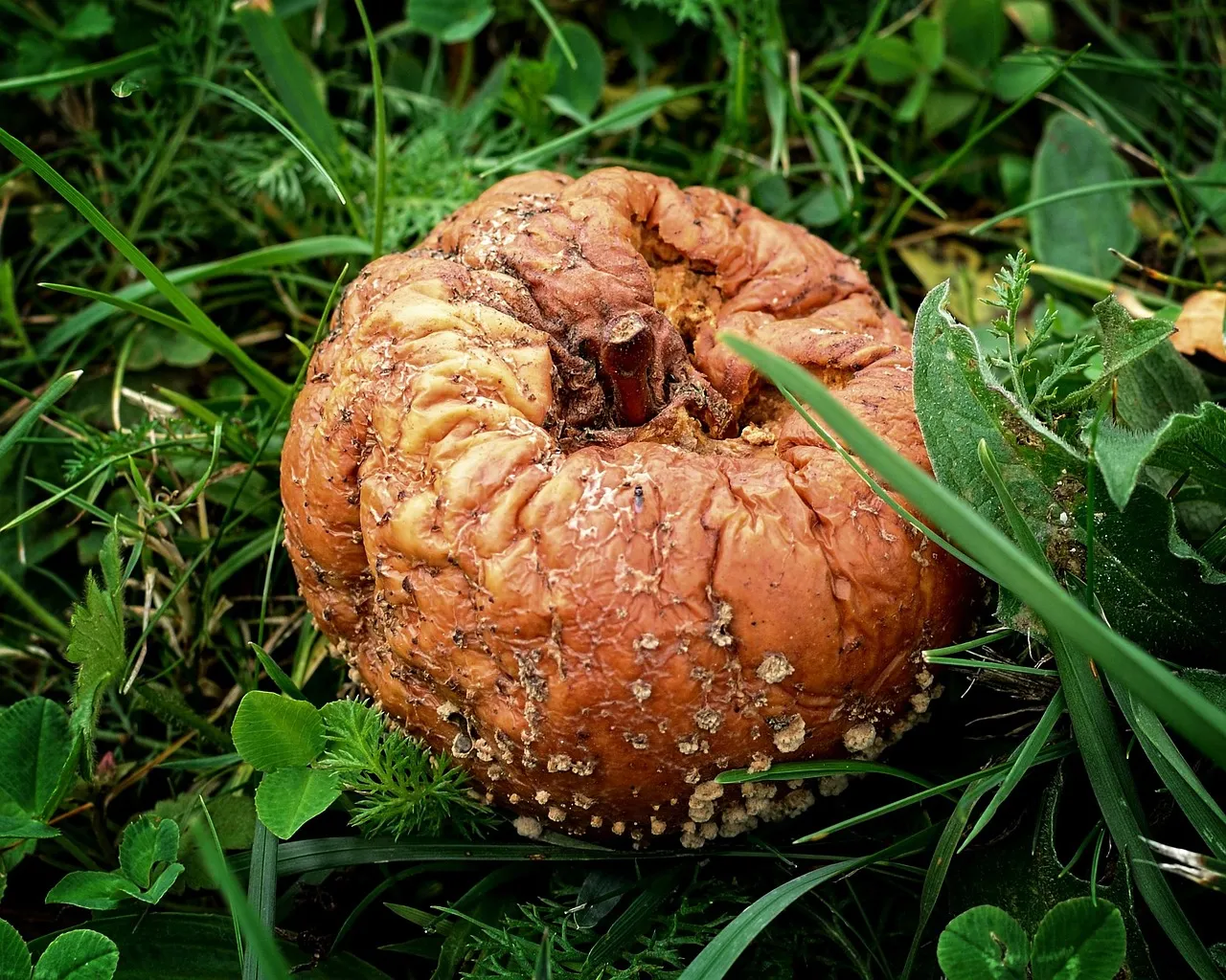How Nitrogen Fertilizer Makes Things Worse (Image Credits: Pixabay)