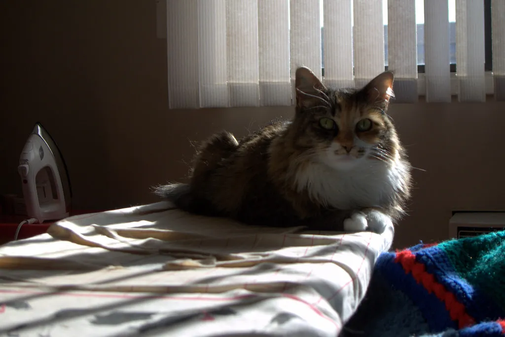 The Bed Isn't Rejected, It's Simply Outcompeted (gillicious, Flickr, CC BY-SA 2.0)