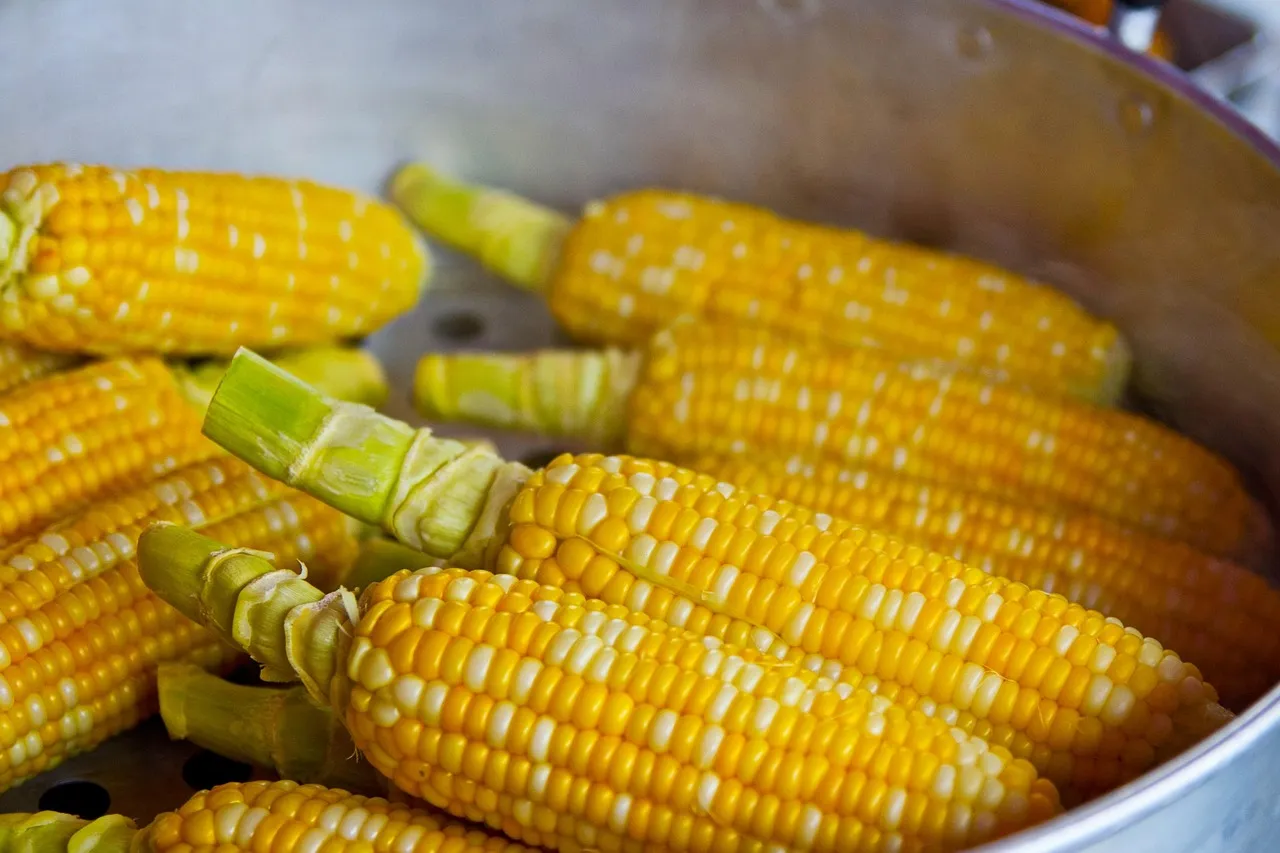 Corn: The Tall Sister (Image Credits: Pixabay)