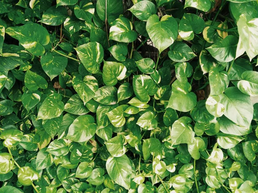 Pothos Is Locked in a Permanent Juvenile State (Image Credits: Pexels)