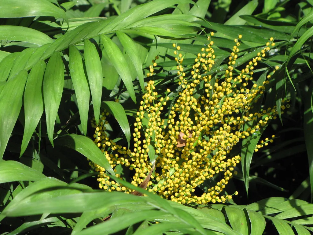 The Parlour Palm Admirer: Historically Minded, Comfort-Seeking, Quietly Grand (Starr Environmental, Flickr, CC BY 2.0)