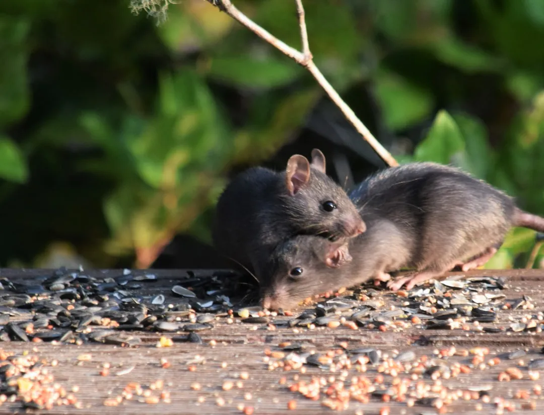 The Overlooked Problem Beneath the Feeder (Image Credits: Unsplash)