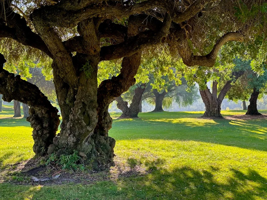 Interior Live Oak: Evergreen Shade Built for Heat (Image Credits: Unsplash)