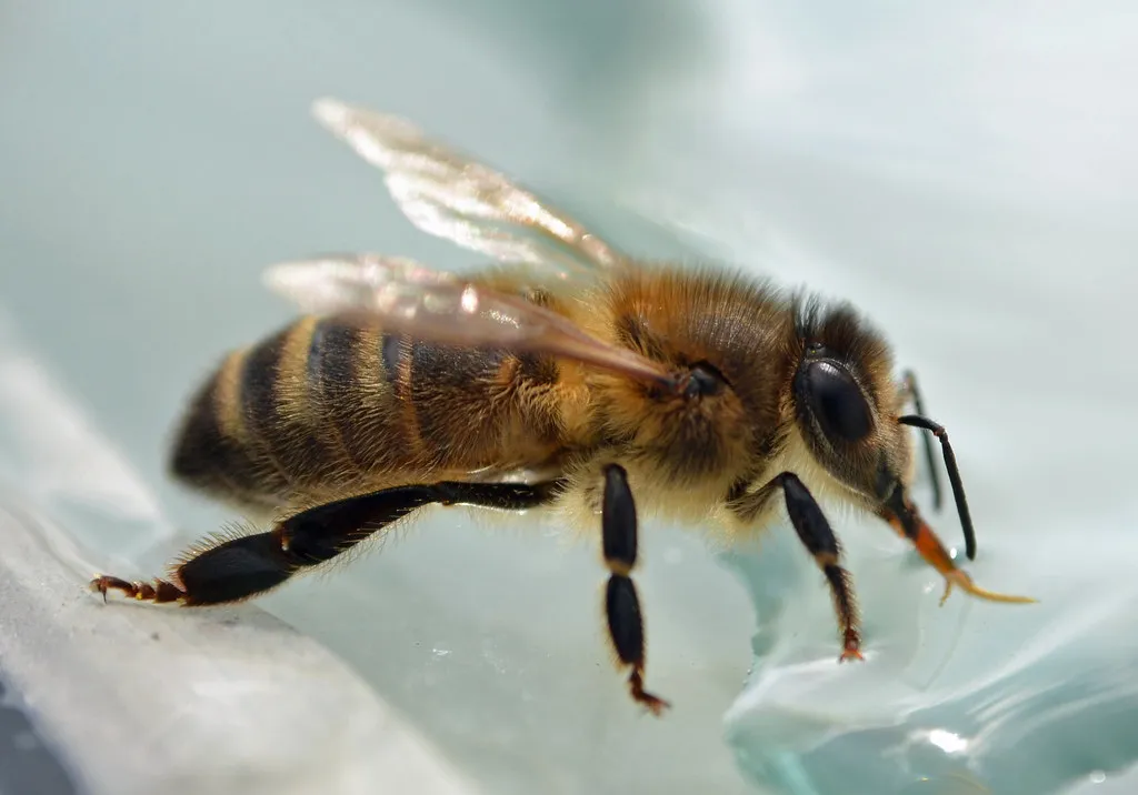 Ground-Nesting Bees: The Surprising Pollinators Under Your Feet (conall.., Flickr, CC BY 2.0)