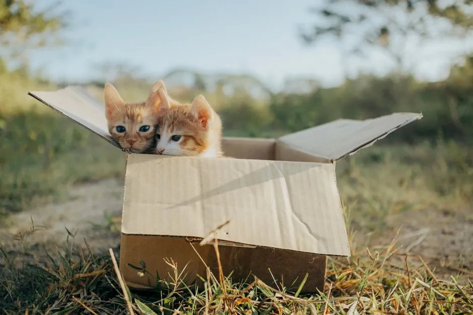 What This Means for Cat Owners (Image Credits: Pexels)