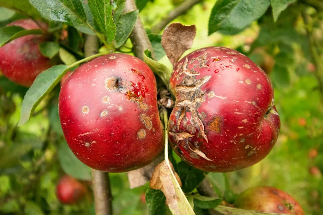 The Damage Done to Apple and Crabapple Trees (Image Credits: Unsplash)