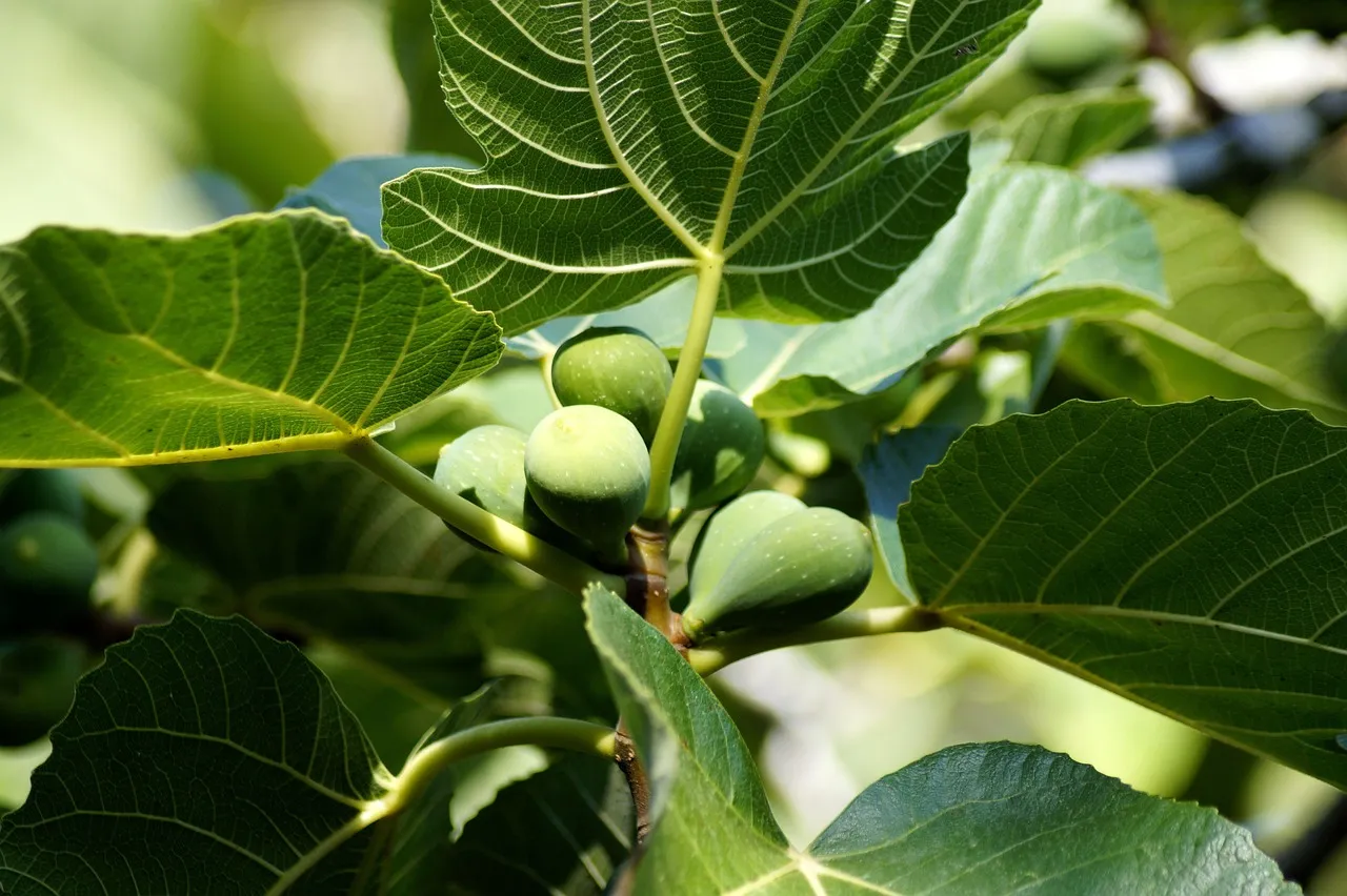 The Fiddle Leaf Fig Fan: The Perfectionist Trendsetter (Image Credits: Pixabay)