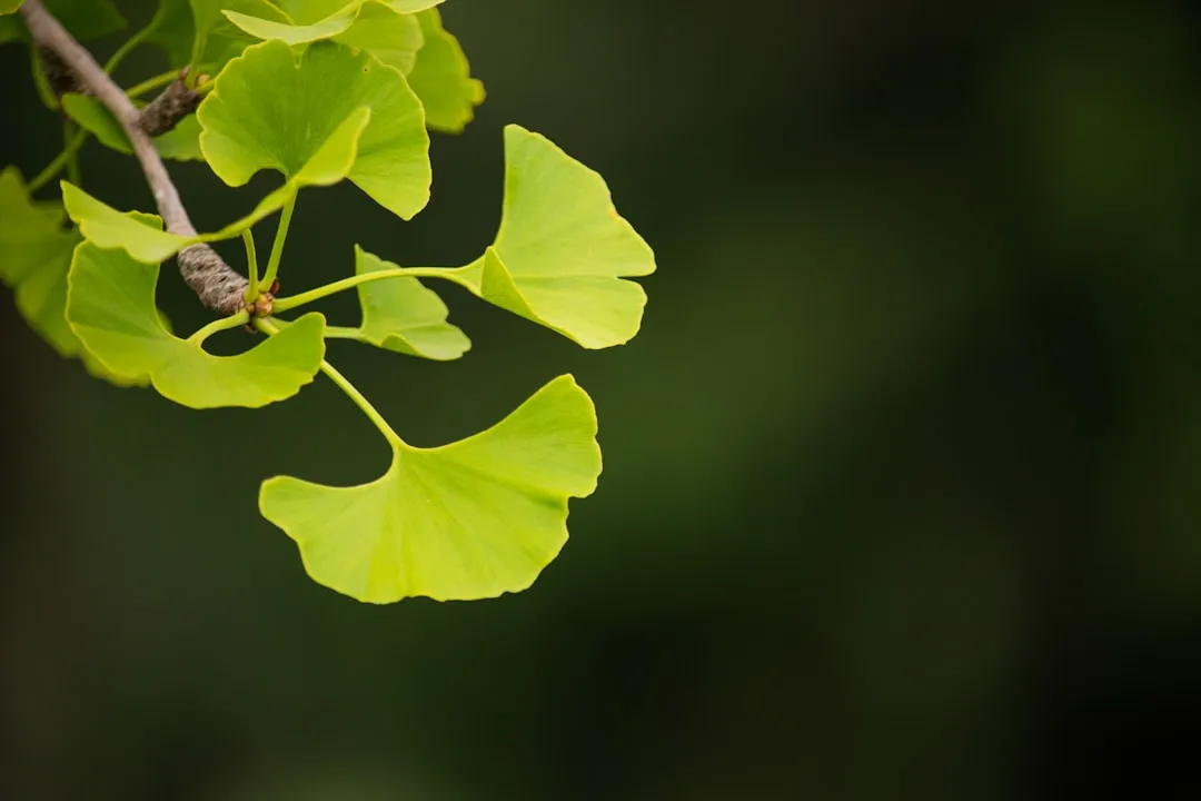 1. Ginkgo Biloba: The Living Fossil That Never Got the Memo (Image Credits: Unsplash)