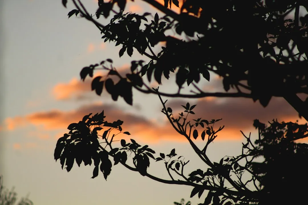 Evening Is a Strong Alternative for Good Reason (Image Credits: Unsplash)