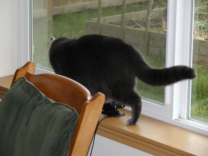 The Puffed Tail: Your Cat Is Alarmed or Furious (B.D.'s world, Flickr, CC BY-SA 2.0)