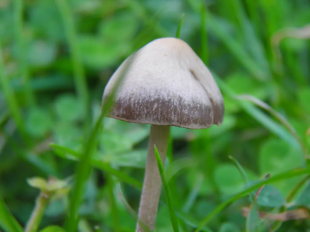 3. The Meadow Mushroom (Agaricus campestris) (rawdonfox, Flickr, CC BY 2.0)