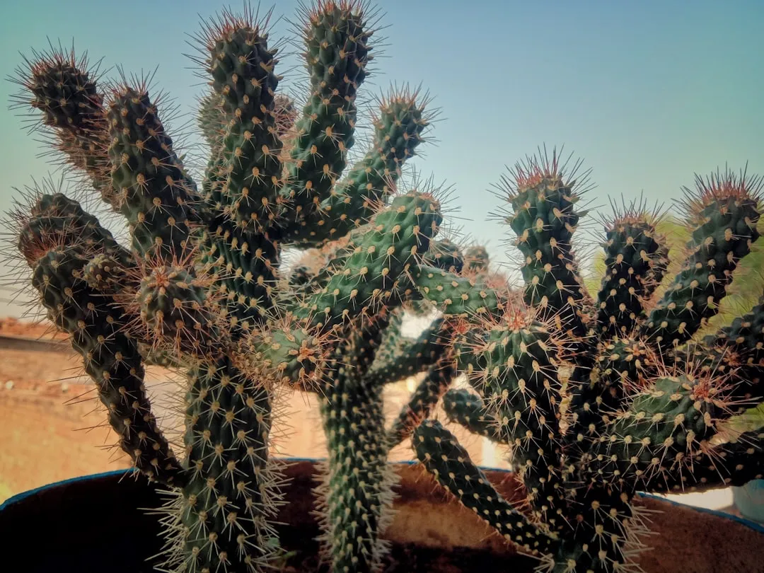 The Cholla Cactus: Distance Is Non-Negotiable (Image Credits: Unsplash)