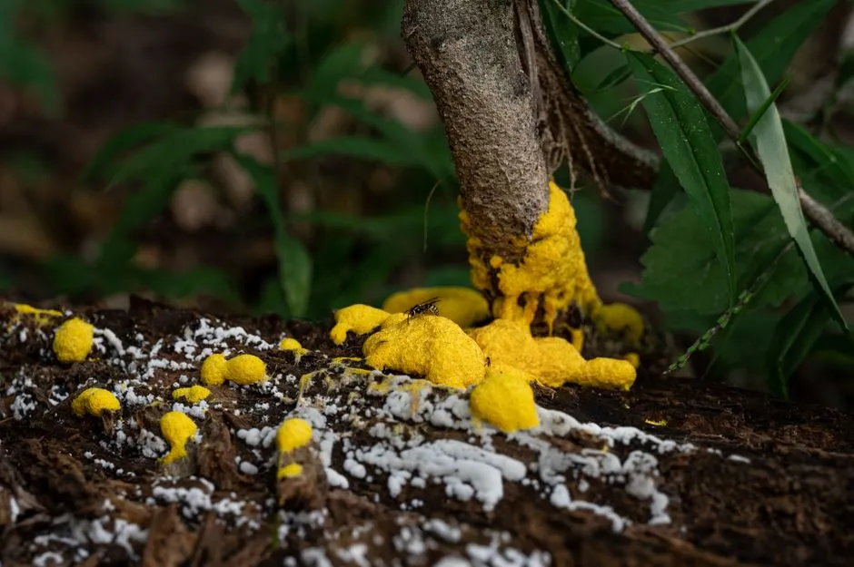The Chemistry Behind That Vivid Yellow Color (Image Credits: Pexels)