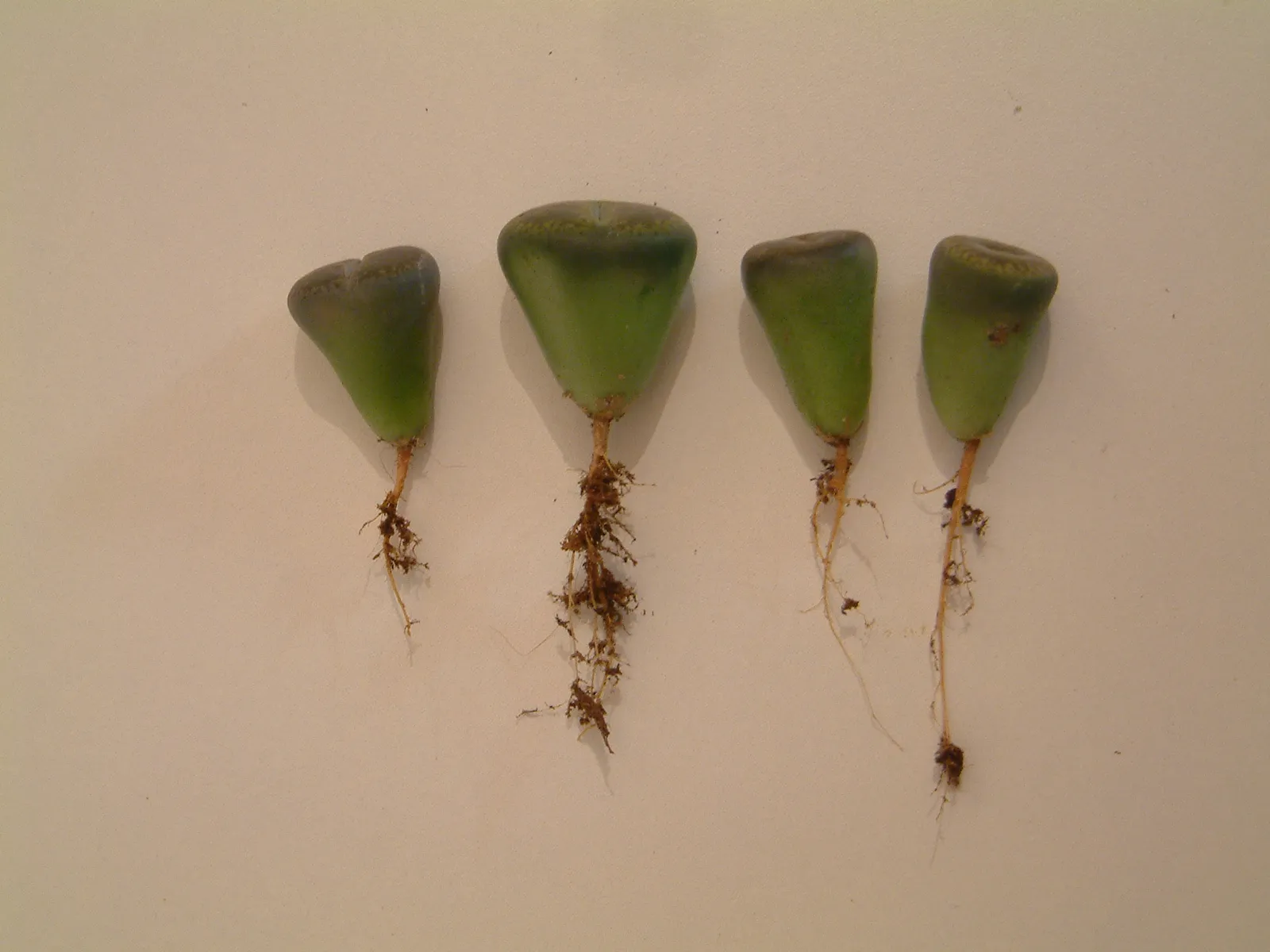How to Read the Warning Signs Before It's Too Late (Lithops before repotting 0094

Uploaded by Jacopo Werther, CC BY 2.0)